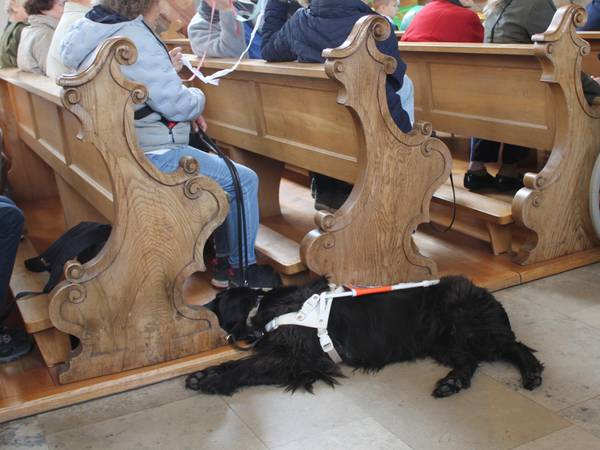 Bild von einem liegenden Assistenzhund vor einer Kirchenbank